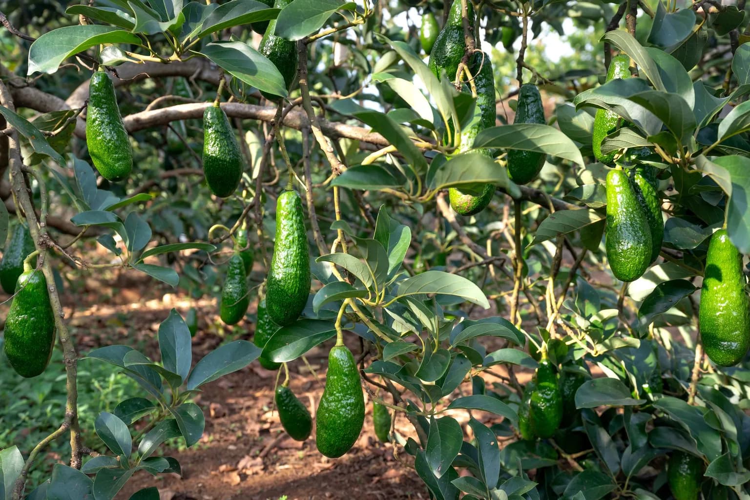 Avocados hanging in a grove